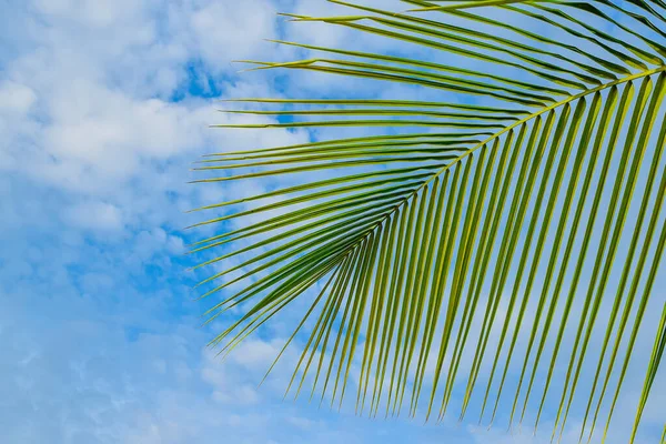 Listy Kokosových Stromů Oblačným Modrým Nebem Použité Selektivní Zaměření Kopírování — Stock fotografie