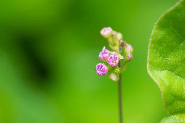 Květinové Pupeny Kvetoucí Známé Jako Boerhaavia Diffusa Kvetoucí Rostlina Běžně Stock Obrázky