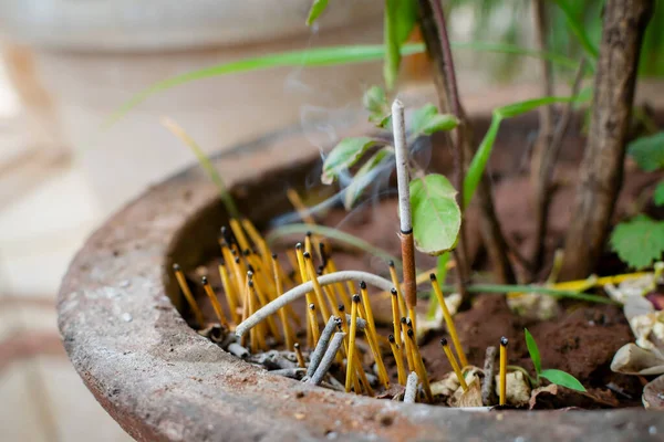 Tütsü çubuğu, kül ve diğer sopalarla birlikte tualsi bitkisinin yanında, diğer adıyla kutsal fesleğen. Tütsü toprağa tapınmak için konmuş. Kullanılan seçici odak.