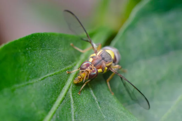 Bitki yaprağındaki kavun sineğinin makro fotoğrafı. Tephritidae familyasından bir meyve sineği. Bu ciddi bir tarımsal zarardır..