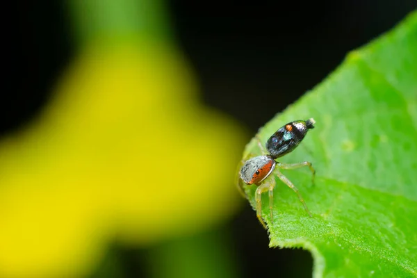 Renkli Chrysilla örümceği. Bitki yaprağının üzerinde zıplayan örümcek olarak bilinir. Kullanılan seçici odak.