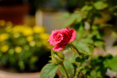 Arka planda sarı bokeh ve bitki olan tek pembe gül çiçeğini kapat. Kullanılan seçici odak.