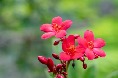 Jatropha integerrima çiçekleri yaygın olarak 