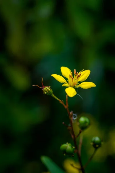 Beautiful yellow colored flower of Golden Thryallis plant which is charming ornamental shrub with blooms round the year also known as Golden Touch, graceful shrub. Used selective focus.