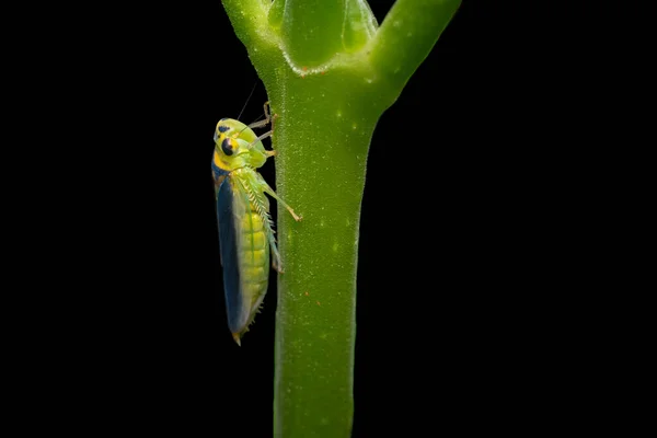 Зелений Стрибун Якого Наукова Назва Cicadella Viridis Гілці Рослини Вставляє — стокове фото