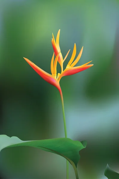 Paradiesvogel Blume (Vektor) — Stockvektor