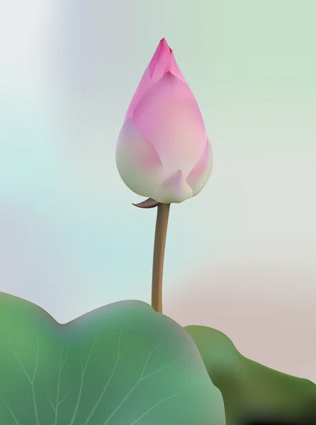 Lotus Flower (Vector) — Stock Vector