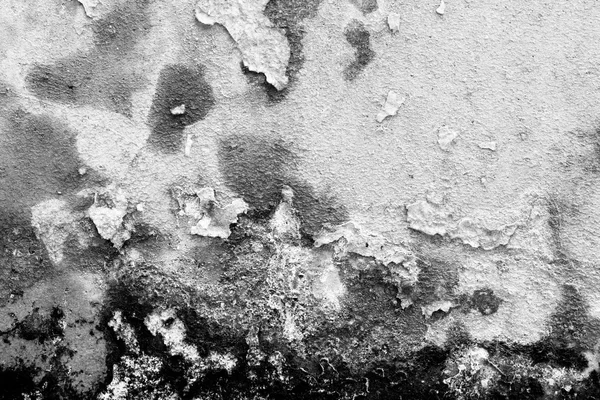 Textura fundo da antiga parede do fungo, preto e branco. O — Fotografia de Stock