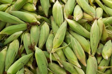 Mısır, desen bir sürü.