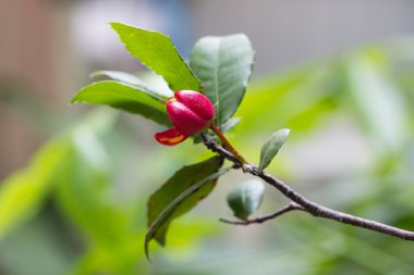 Micky fare bitki, Ochna kirkii Oliv.