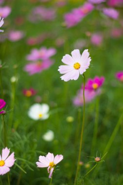 Tarlada Çiçekler evren backgrond bulanıklık.