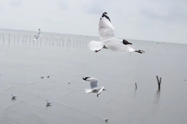 Gaviotas volando en el cielo. — Foto de Stock