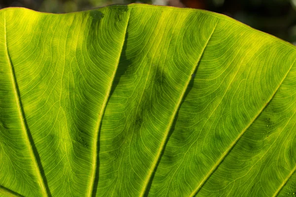 Close-up van een blad patroon in de tropen. — Stockfoto