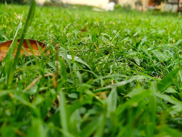 Grünes Gras Einem Feld Makroansicht Selektivem Fokus Der Monsunzeit — Stockfoto