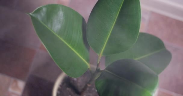 Spraying Ficus Leaves Water Removing Dust Washing Leaves Wiping Cloth — Stock Video