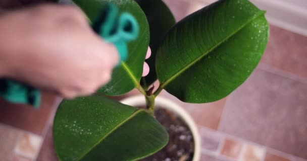 Toz Yaprakları Temizlemek Bir Bezle Silmek Yeşillik Bir Bitki Yakın — Stok video
