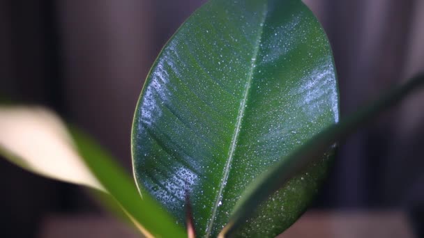 Spraying Ficus Leaves Water Removing Dust Washing Leaves Wiping Cloth — Stock Video