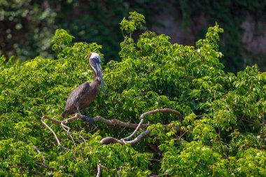 Büyük bir gagası olan büyük kahverengi bir pelikan, yedekteki yeşil bir ağacın dalında oturur..