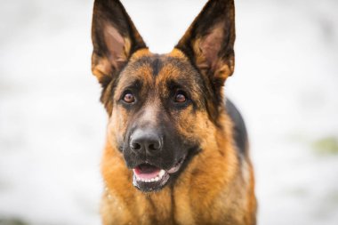 Alman genç çoban köpeği, sahibinin emirlerini uygular, karda koşar. Anlamak, oynamak, zıplamak, düşünmek istiyor..