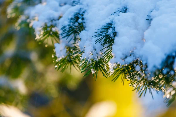 Inverno Una Lanterna Gialla Brilla Nel Parco Tra Grandi Alberi — Foto Stock