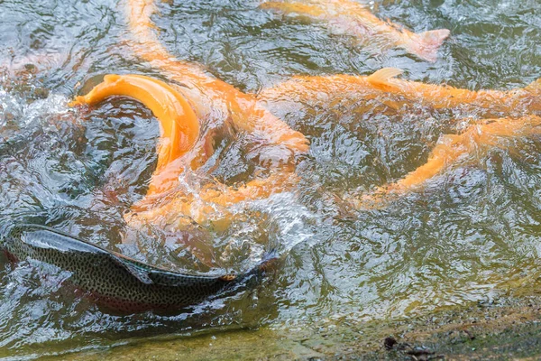 魚の養殖場で黄金の虹色のマスが水面に飛び散っている 魚は食料を探している水から飛び降りて — ストック写真