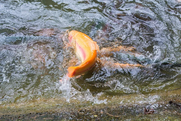 Золота Райдужна Форель Рибній Фермі Розбризкує Воді Риби Шукають Їжу — стокове фото