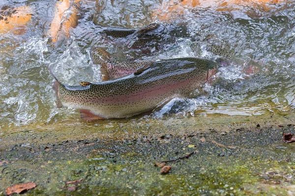 魚の養殖場で黄金の虹色のマスが水面に飛び散っている 魚は食料を探している水から飛び降りて — ストック写真