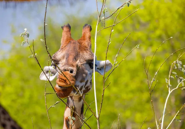 Küçük Boynuzları Olan Yetişkin Bir Zürafa Genç Ağaç Dallarını Kemiriyor — Stok fotoğraf