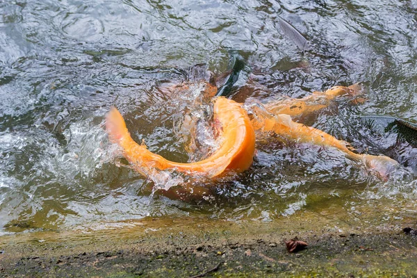 Золотая радужная форель на рыбной ферме брызгает в воду. — стоковое фото