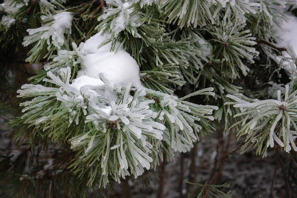 Ramos de abeto verde em um dia de inverno, cobertos de gelo e neve — Fotografia de Stock