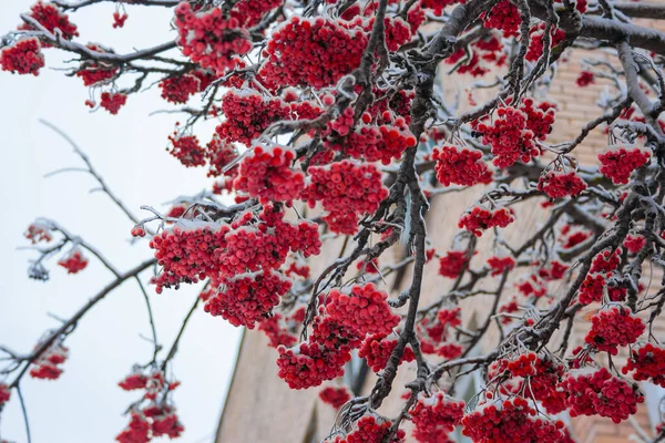 Red Rowan in grappoli in inverno sotto la neve — Foto Stock