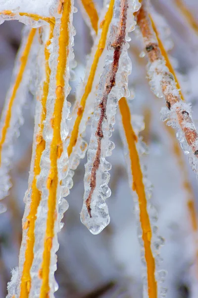 Branches d'arbres lourds et glacés en hiver — Photo