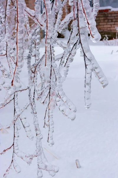 Pesados, galhos de árvores geladas no inverno — Fotografia de Stock