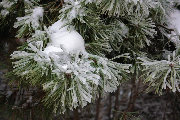 Green spruce branches on a winter day, covered with ice and snow — Stock Photo, Image