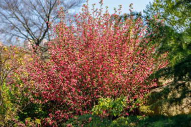 Baharda açan ağaçlar kırmızı çiçeklerle.