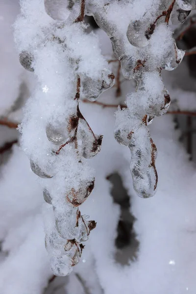 No inverno, galhos de árvores geladas pesadas penduram sob o peso do gelo. — Fotografia de Stock