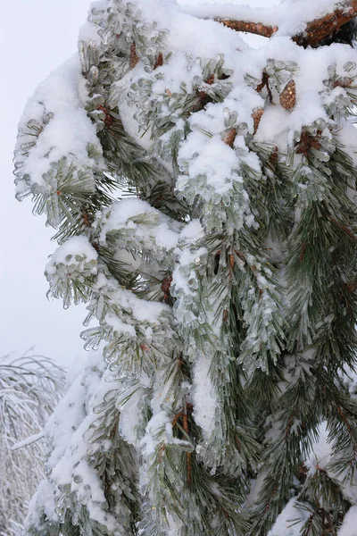 Ramos de abeto verde em um dia de inverno, cobertos de gelo e neve — Fotografia de Stock