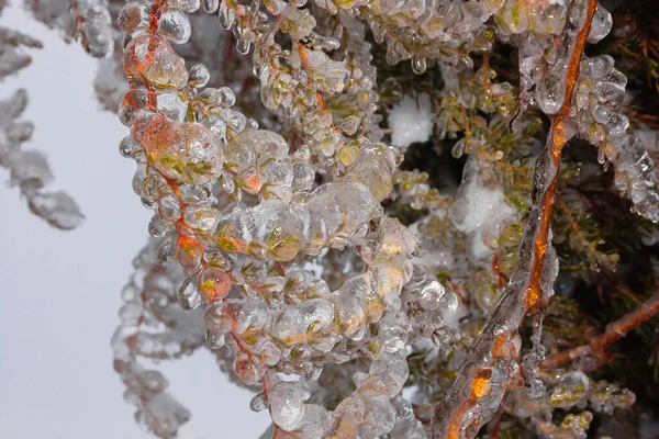 Green spruce branches on a winter day, covered with ice and snow — Stock Photo, Image