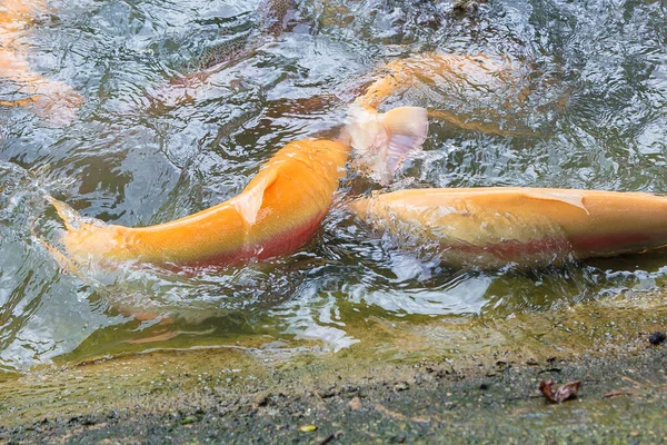 Золотая радужная форель на рыбной ферме брызгает в воду. — стоковое фото