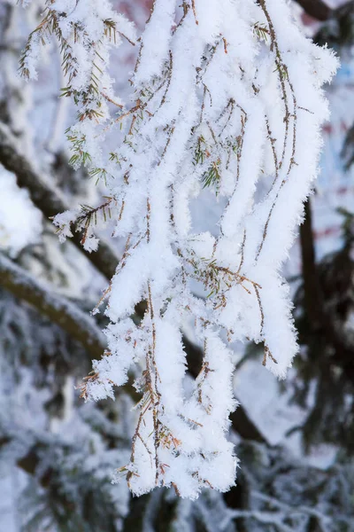 Grüne Fichtenzweige an einem sonnigen Wintertag, bedeckt mit Schnee und Schneeflocken — Stockfoto