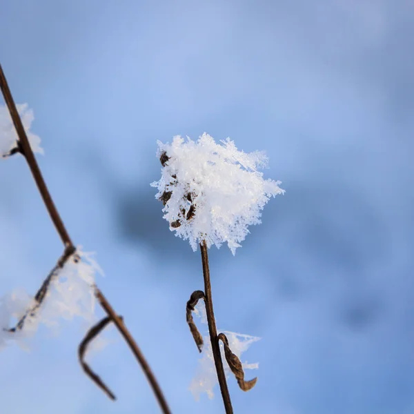Spille e rami ricoperti di gelo e fiocchi di neve nella foresta, in una giornata di sole — Foto Stock