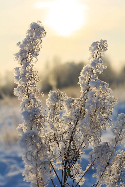 Spille e rami ricoperti di gelo e fiocchi di neve nella foresta, in una giornata di sole — Foto Stock