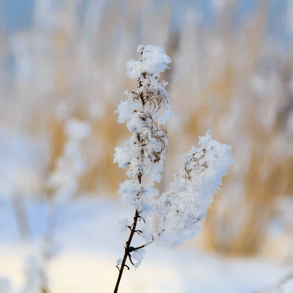 Spille e rami ricoperti di gelo e fiocchi di neve nella foresta, in una giornata di sole — Foto Stock