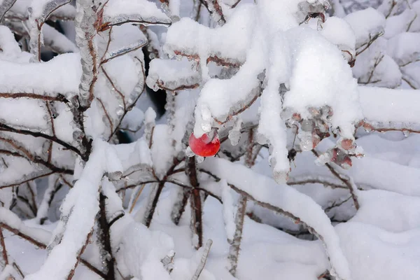 Pesanti rami di alberi ghiacciati in inverno con mela rossa — Foto Stock