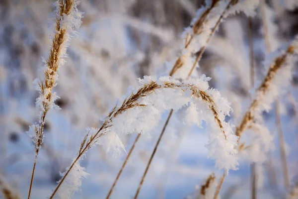 Spikelets Rami Ricoperti Gelo Soffici Fiocchi Neve Prato Una Giornata — Foto Stock