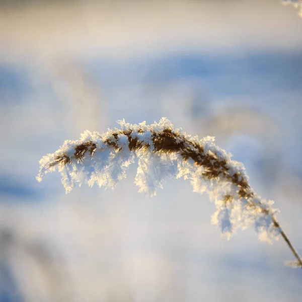 Spikelets Rami Ricoperti Gelo Soffici Fiocchi Neve Prato Una Giornata — Foto Stock