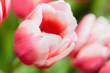 Çiçek açan lalenin kırmızı ve beyaz tomurcuğu. Makro fotoğrafçılık içeride. Odak değişimi, yakın plan..