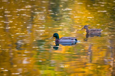 Birçok ördek yiyecek aramak için parkta bir gölette yüzer..