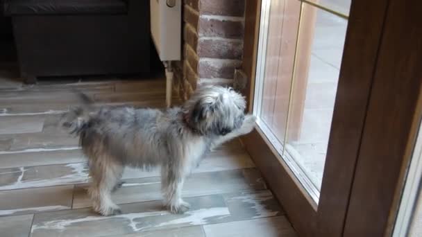 Cățeluș Latră Prin Fereastra Ușii Lipsește Proprietarul Său Câine Ușor — Videoclip de stoc