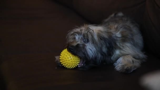 Small Puppy Couch Gnaws Toy Ball Dark Room — Stock Video